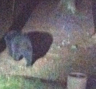 This black bear was spotted on the night of April 4, 2015 out back of a Marvin Ridge Road home in New Canaan. Credit: Craig Hunt