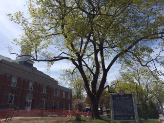The Norway maple out front of Town Hall will remain, at least for now, though New Canaan's tree warden had a plan to remove it and plant two native sugar maple trees on either side of the walkway leading to the front entrance. Credit: Michael Dinan