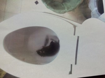 Photo of a rat in a toilet, forwarded by a tenant to the chief building official of New Canaan. Photo courtesy of the New Canaan Building Department