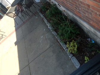 Part of the "non-garden," as officials are calling it, outside the Bank of America building on Elm Street. Credit: Michael Dinan