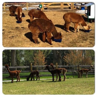 Before & after photos of the Oenoke Ridge Road alpacas at Crajah House. Credit: Debbie McQuilkin
