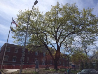 The Norway maple in front of Town Hall has emerged as the focal point of a disagreement between New Canaan Tree Warden Bruce Pauley and a resident, Andrea Sandor. Pauley wants to replace the Norway maple with a pair of sugar maples planted on either side of the walkway leading to the front entrance of Town Hall. He is calling for residents to support his decision prior to opening a public hearing on the matter, otherwise the Norway maple will remain. Credit: Michael Dinan
