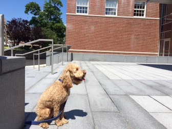This 18-month-old Cockapoo was tied up outside Town Hall while his owner went to retrieve license. June is dog licensing month—those who do not renew or license their dogs by June 30 face a fine. Credit: Michael Dinan