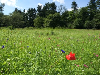 The wildflower meadow at Irwin Park in New Canaan is taking root and starting to bloom. Credit: Michael Dinan