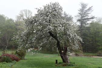 The apple tree in bloom in May 2015. Contributed