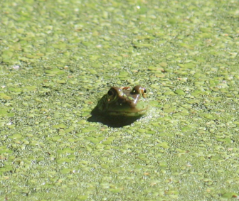 Frog doing its thing in Kiwanis Pond at New Canaan Nature Center.