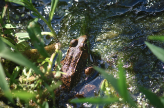Neighboring frogs in the small frog pond at New Canaan Nature Center. Darcy P. Smith photo