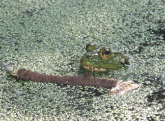 Amphibian splendor at Kiwanis Pond at New Canaan Nature Center. Darcy P. Smith photo
