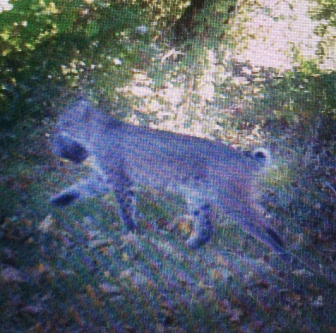 This bobcat was photographed in October 2015 after tripping an outdoor camera off of Oenoke Ridge Road near Turtle Back. Published with permission of the photograph's owner