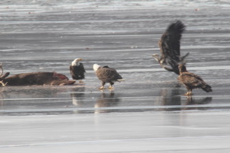 Bald eagles scavenge on a deer carcass at Laurel Reservoir in New Canaan on Feb. 19, 2016. Credit: Joe Melvin