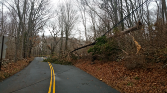 A tree down on Ponus Ridge on the morning of Feb. 25, 2016, after a wind storm in town. Photo published with permission from its owner 