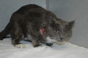 This injured cat was turned into a local veterinarian on April 25, 2015. The Animal Control section of the New Canaan Police Department is seeking information on the woman who brought in the cat, as well as how he may have been injured. Photo published with permission from its owner