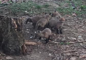 A total of eight fox kits were counted at a den at Lakeview Cemetery. This photo taken April 21, 2016, and published with permission from its owner