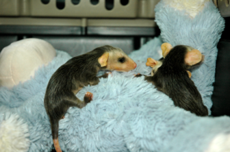 Baby possums rescued from East Cross Road on the morning of April 28, 2016. Photo published with permission from its owner