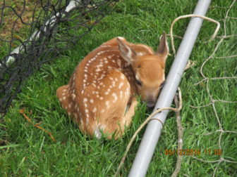 People Are Freaking Out': Animal Control Urges Residents To Leave Fawns Be,  Birthing Season Underway 