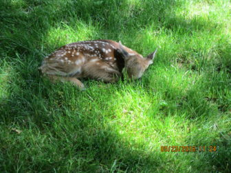 A fawn photographed Monday morning on Ferris Hill Road. Photo published with permission from its owner