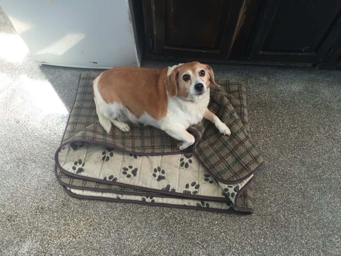 Senior hot sale beagle adoption