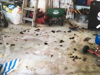 A photo shows the interior of the garage at the home in question, where a puppy is said to have been seen consistently among his own feces and urine. The garage has been cleaned and the puppy reported healthy, closing a dog neglect investigation, according to the Animal Control section of the New Canaan Police Department. 