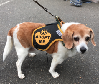 Ladybug the beagle is adoptable through Strays & Others. here she at New Canaan Dog Days 2016, held May 22 at Pet Pantry on Grove Street. Credit: Michael Dinan