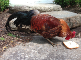Another look at the rooster called 'Henry' by a North Wilton Road girl. Photo published with permission from its owner