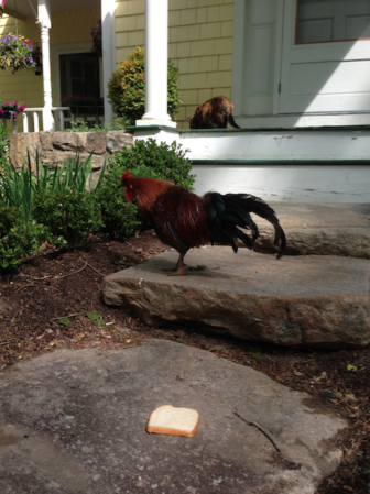 Henry the rooster prior to his capture on North Wilton Road. The bird is expected to go up for adoption shortly. Photo published with permission from its owner