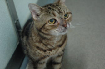 Recognize this cat? If so, please contact Animal Control at 203-594-3510. Contributed