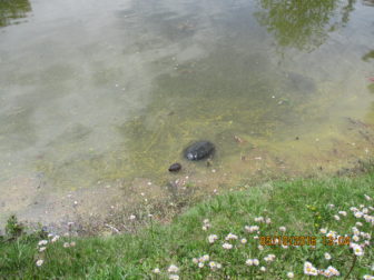 A snapping turtle photographed last month in Lakeview Cemetery. Photo published with permission from its owner