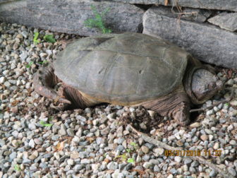 A snapping turtle on Elm Place on May 31, 2016. Photo published with permission from its owner