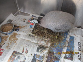 This male guinea fowl was found at West School on Friday. Police impounded the animal and he will be transferred to the Stamford Nature Center. Photo published with permission from its owner