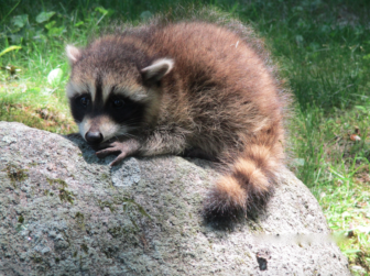 The saved baby raccoon is picture here. Photo published with permission from its owner