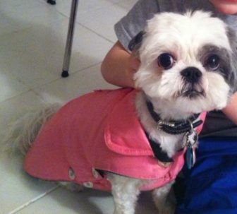 Please help find Suzie, a 9-year-old Shih Tzu missing since Friday in New Canaan. Contributed