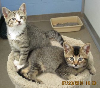These kittens—female silver tabby at left, brown male at right—are available for adoption out of New Canaan Animal Control. They don't have to be adopted together. Photo courtesy of NCPD Animal Control section