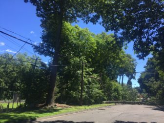 This tree fell across Forest Street near Heritage Hill Road shortly after 12 p.m. on Aug. 22, 2016, knocking out power to hundreds of New Canaan homes and causing a traffic shutdown in the area. Photo published with owner's permission