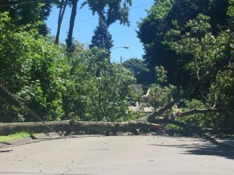 This tree fell across Forest Street near Heritage Hill Road shortly after 12 p.m. on Aug. 22, 2016, knocking out power to hundreds of New Canaan homes and causing a traffic shutdown in the area. Photo published with owner's permission