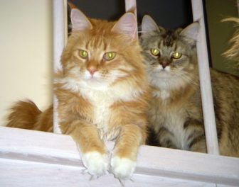 Red (with white) male Maine Coon cat with shaded golden (with white) male Maine Coon cat By Krh315 - Own work, Public Domain, https://commons.wikimedia.org/w/index.php?curid=6925482