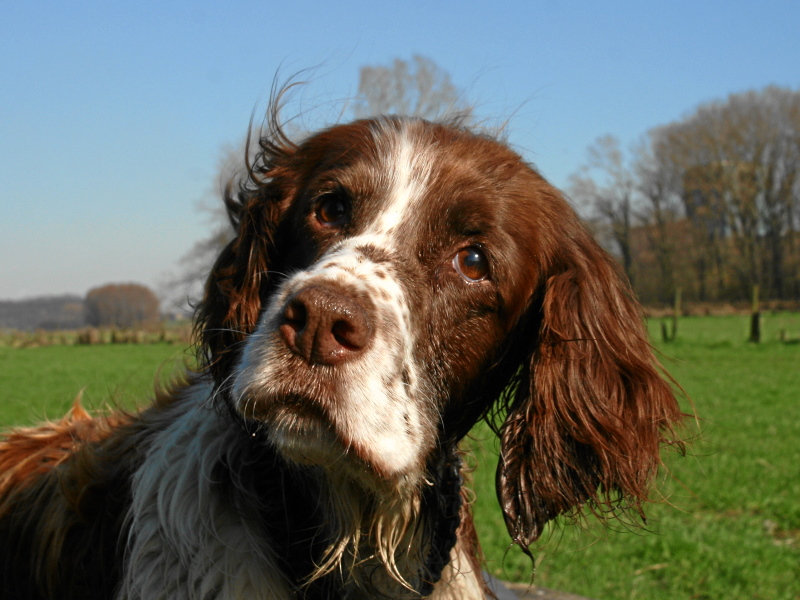 New Canaan Dog Quarantined After Biting OutofTown Man’s Leg at Car Wash
