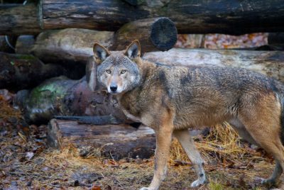 Wolf Conservation Center Gives Talk at New Canaan Library: Saving a
