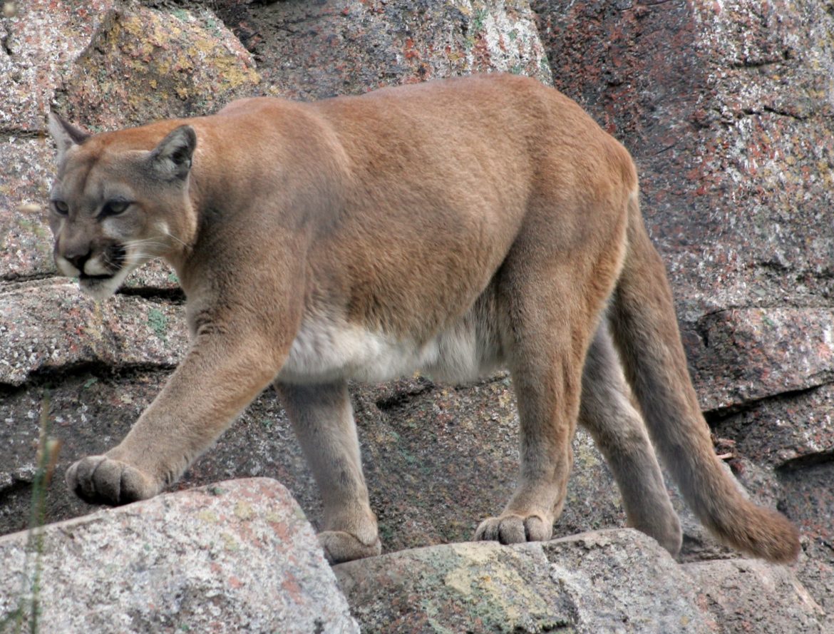 Beware of the cat: mountain lions sighted in areas of Sussex County