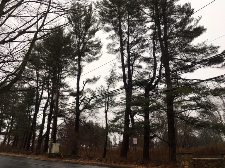 Local Tree Company To Address Pines That Pose Safety Concern along