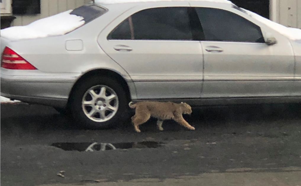 PHOTO: Bobcat Spotted on Oenoke Ridge Road Property