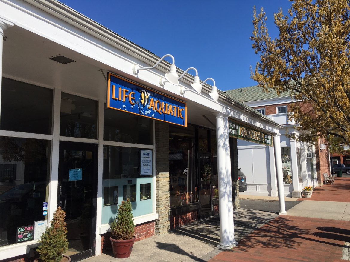 Aquarium Store ‘Life Aquatic’ To Move from South Avenue to Park Street ...