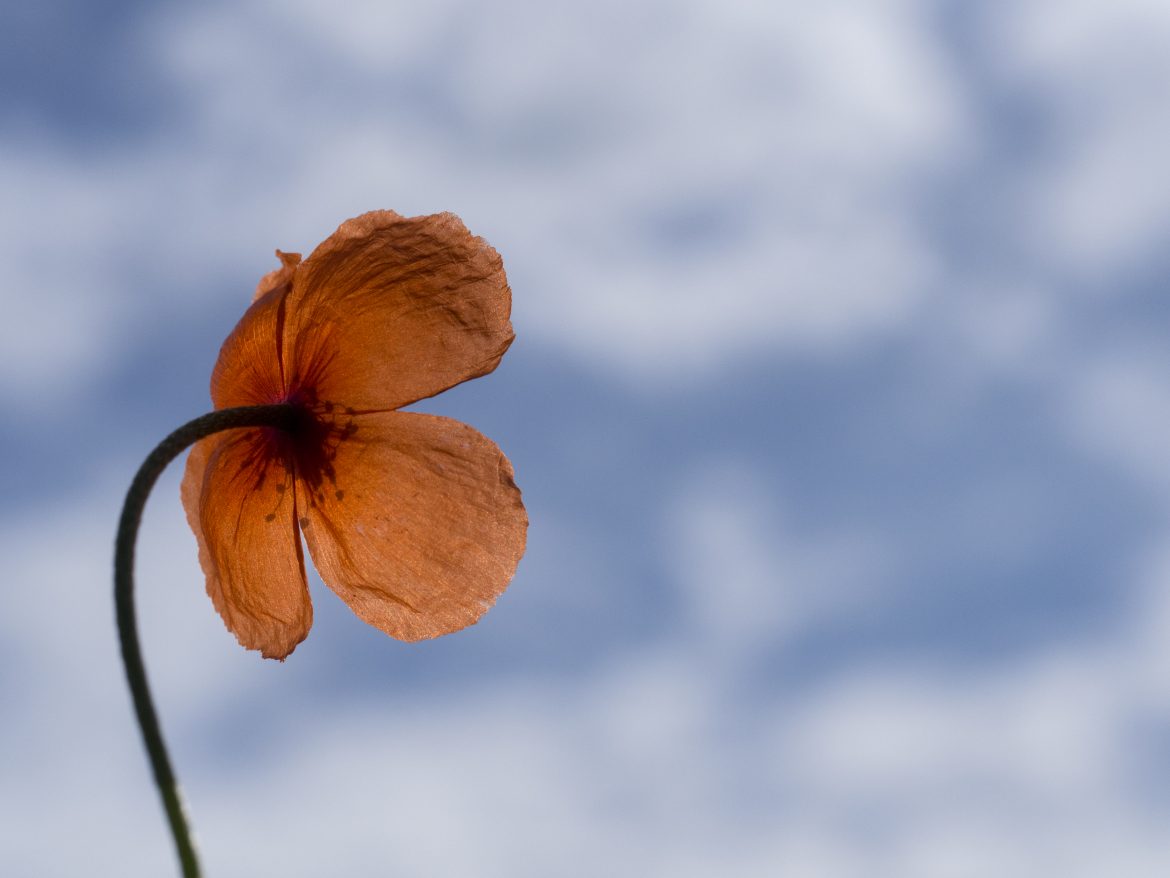 Red poppies remind us to remember veterans' sacrifice on Memorial Day