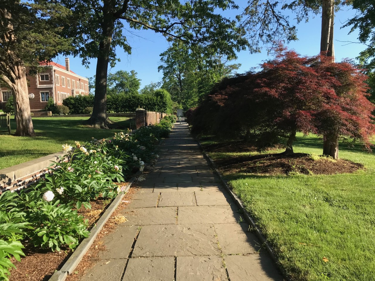 Tree Warden, Garden Club at Odds Over Waveny Landscaping Plan