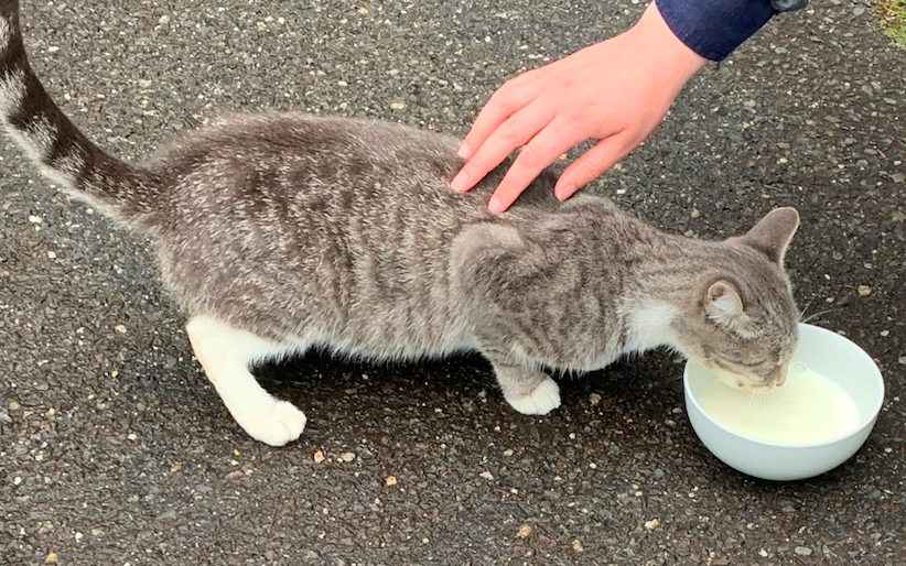 Police and Residents Hope To Capture, Assist Pregnant Stray Cat