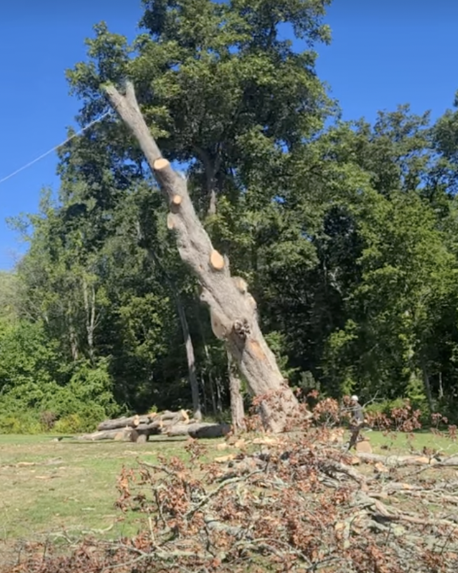 VIDEO: 200-Year-Old Oak Tree at Waveny Comes Down | NewCanaanite.com