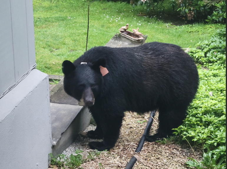 New Canaan Animal Control Coexisting with Black Bears