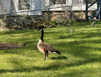 Animal Control: Officials Rescue Goose Entangled in Fishing Line