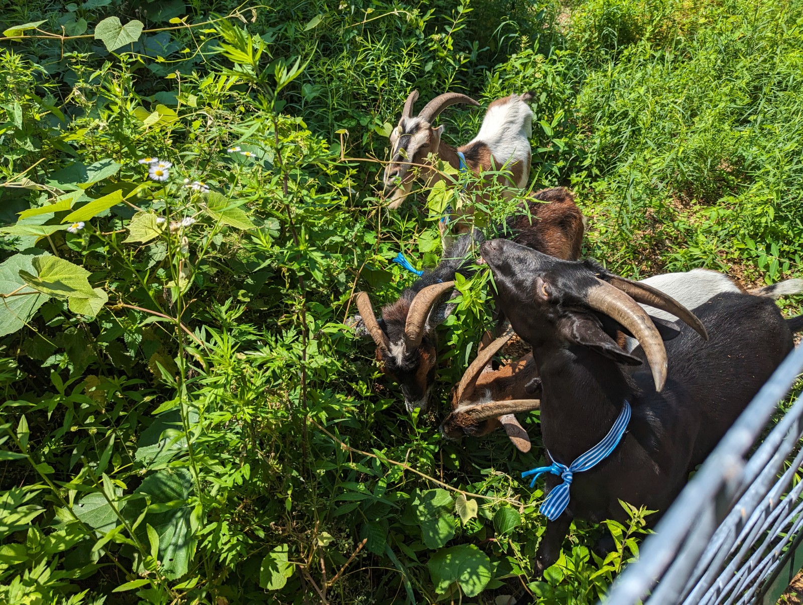 ‘We Chose Not To Use Chemicals’: Invasive Plant-Eating Goats Arrive At ...